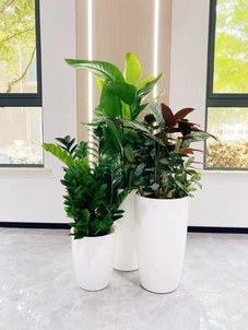 宁波北仑花木租赁价格实惠