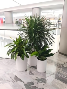 想知道镇海植物租赁价格？这里有详细攻略！